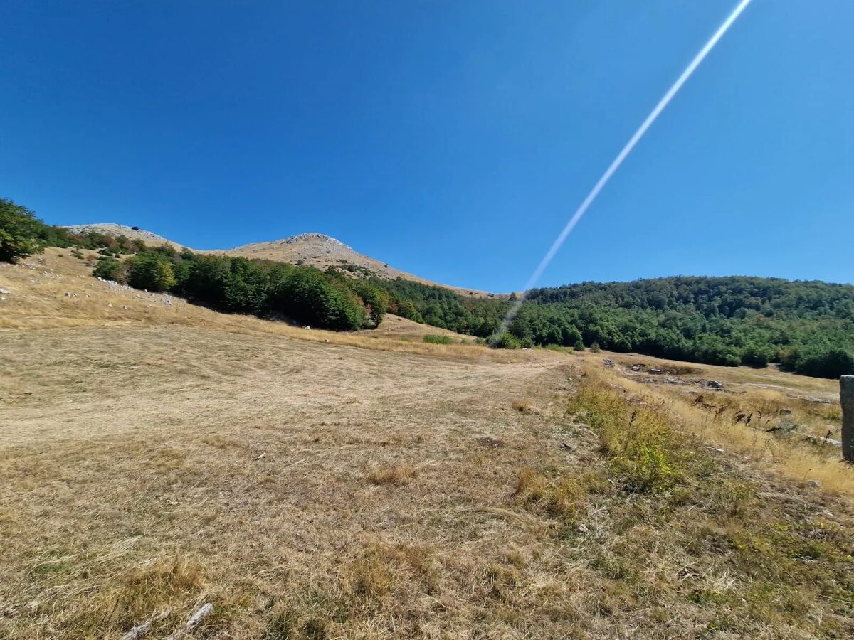The meadow rising to the wooded ridge and the summit.