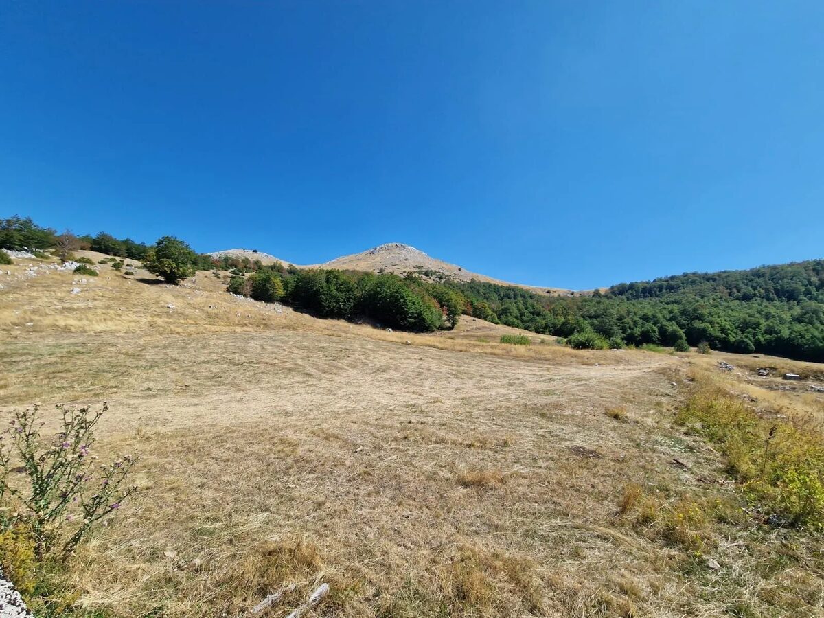 Hay meadow rising to the bare summit above the estate.