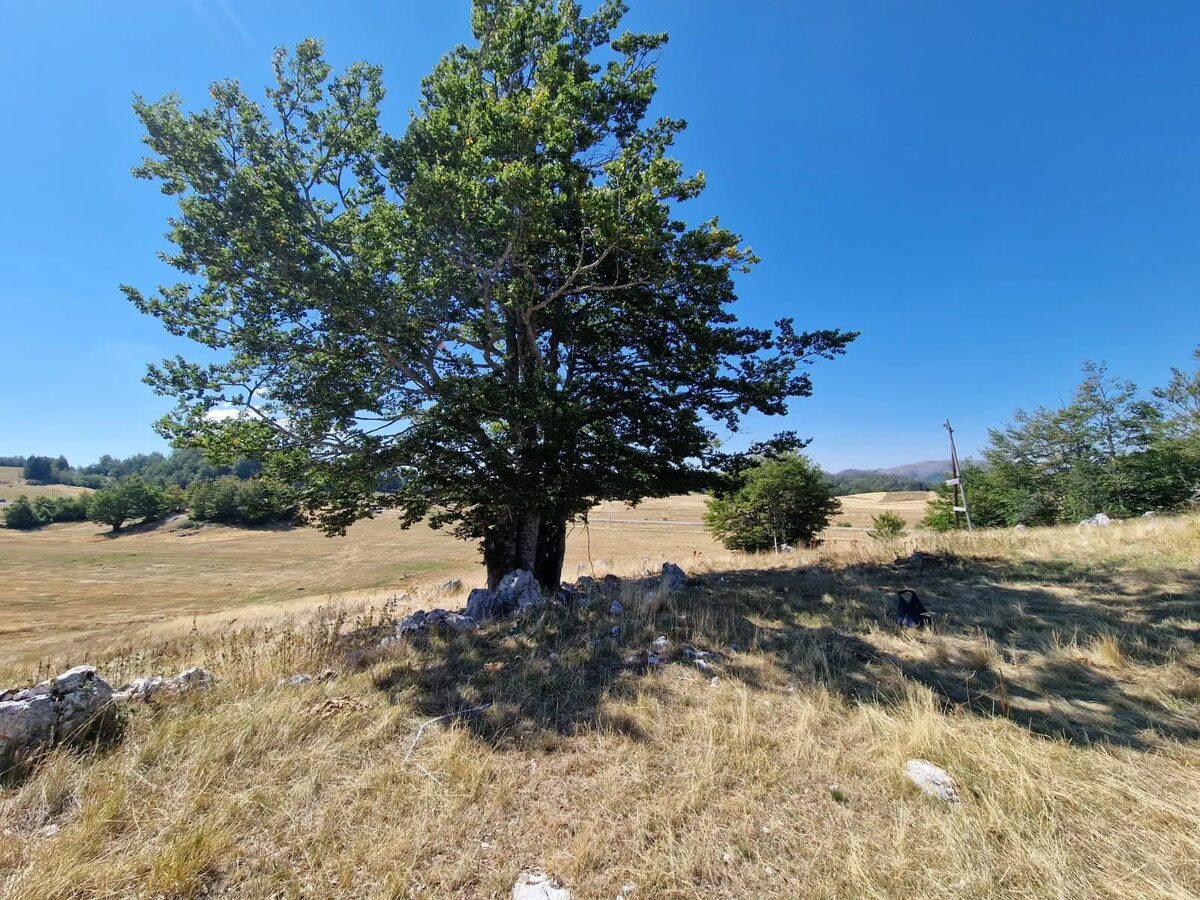 An old tree on the meadow, rooted in the limestone.