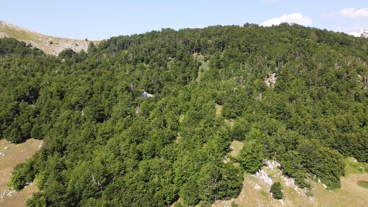 Beech canopy from above, with the rocky summit beyond.