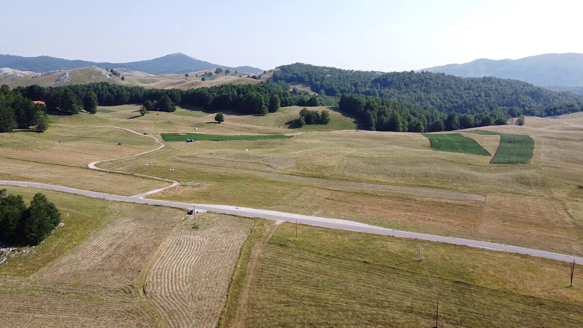 Freshly cut hay strips and the green plots along the road.