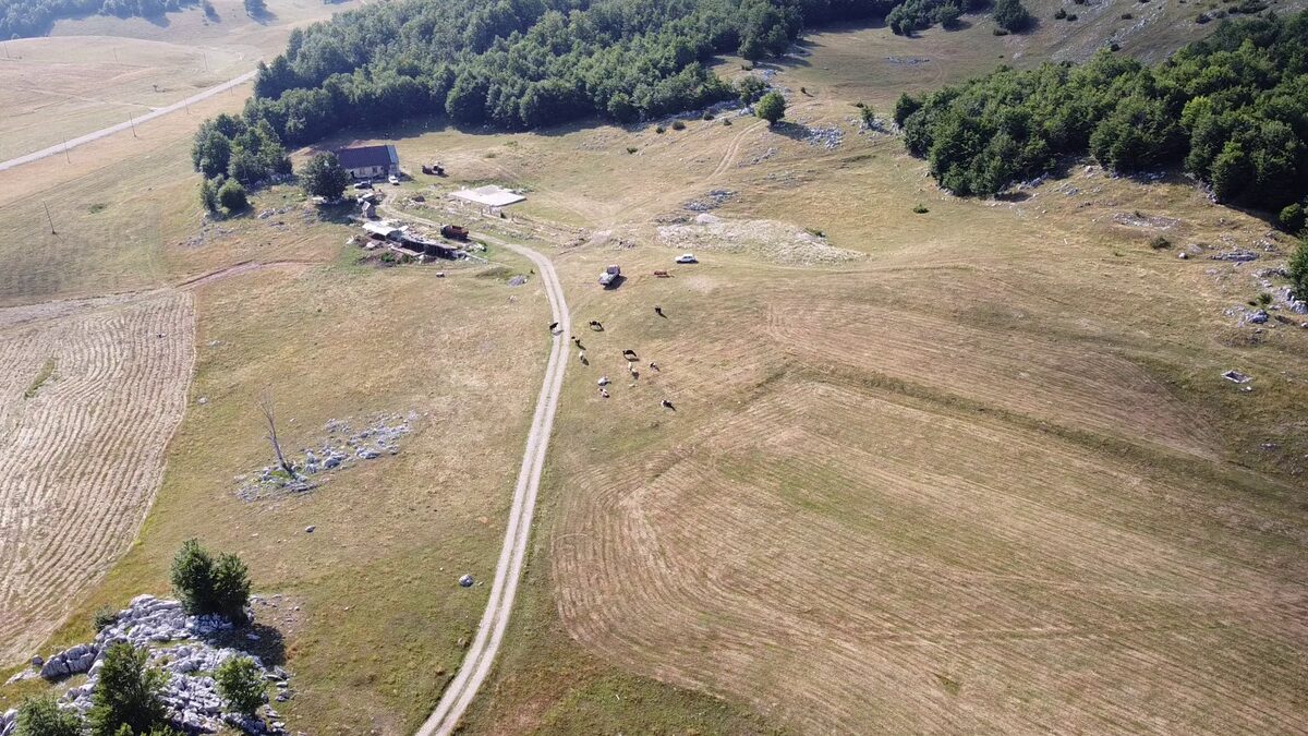 The house and the farm track from above, with cattle on the meadow.