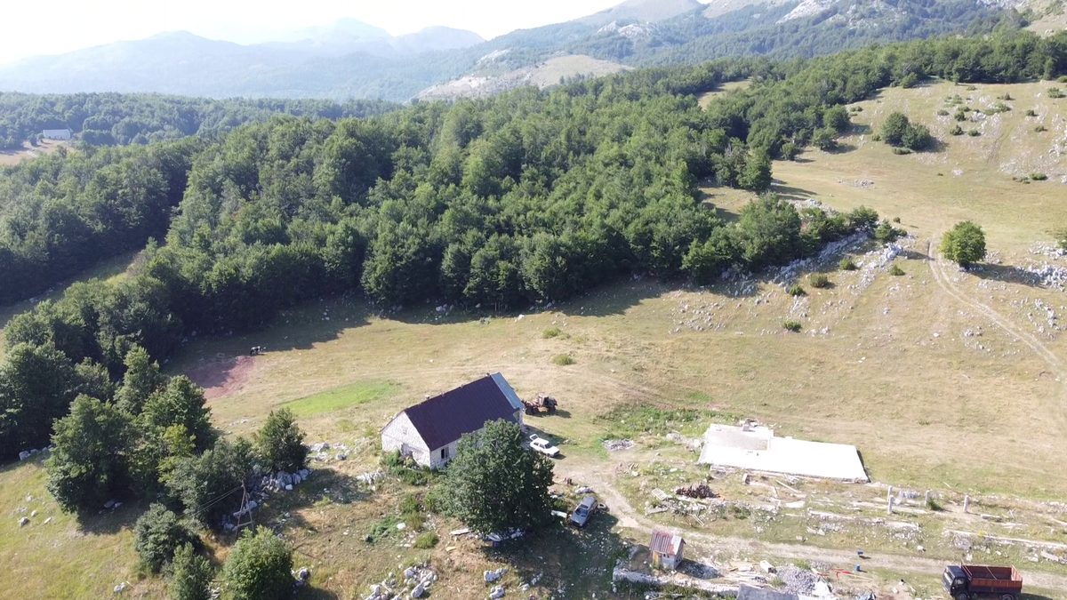 The house in its clearing, with the beech woods behind.