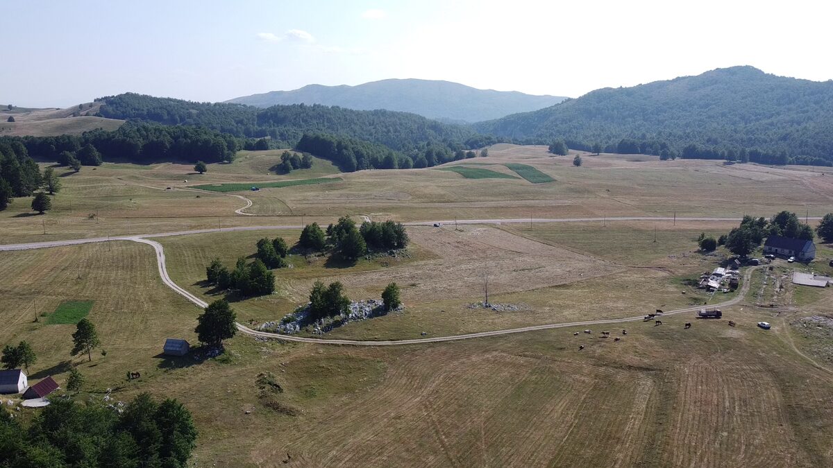 The hay meadow from the air: the farm track, the outcrop and cattle grazing.