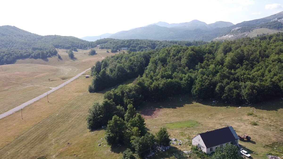 The beech woods and the house from the air, with the road beyond.