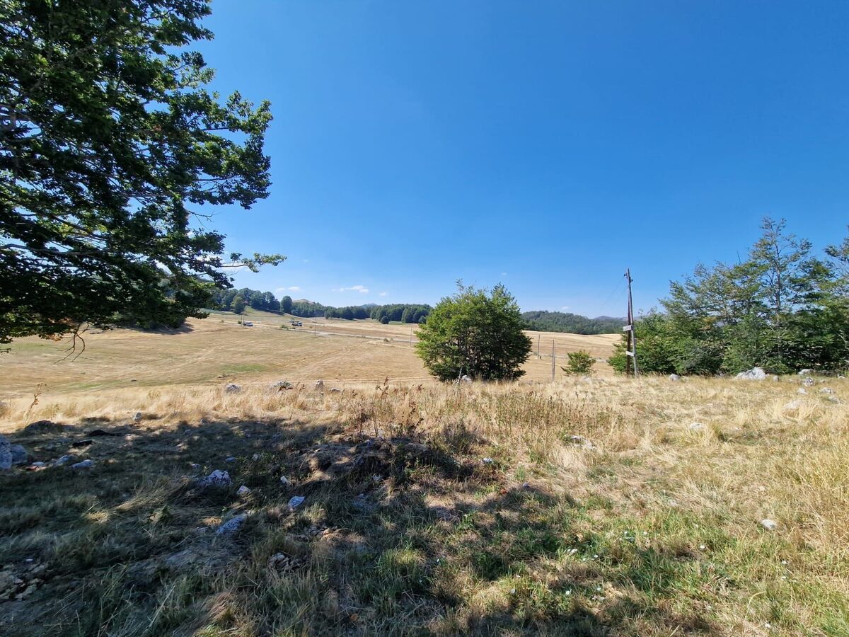 Under the branches at the edge of the meadow, looking out across the plateau.